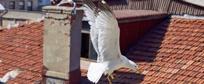 Residential Chimney Animal Removal Solution in Mill Creek East, WA