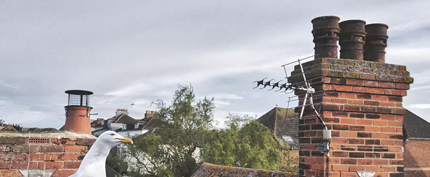 Chimney Cleaning And Restoration in Mill Creek East, Washington